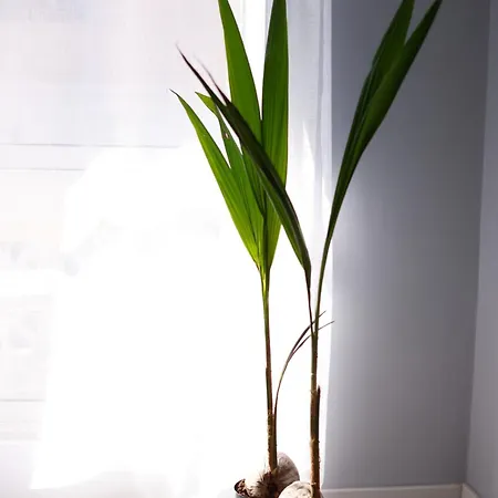 Viewpoint Appartement *